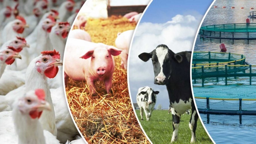 Vereador solicita construção de fábrica de ração para impulsionar agricultura familiar
